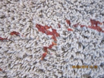 Before and After Carpet Cleaning Cool, CA